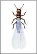 Western Subterranean Termite